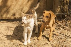 Primul oras din China care interzice consumul de caini si pisici