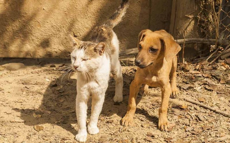 Primul oras din China care interzice consumul de caini si pisici