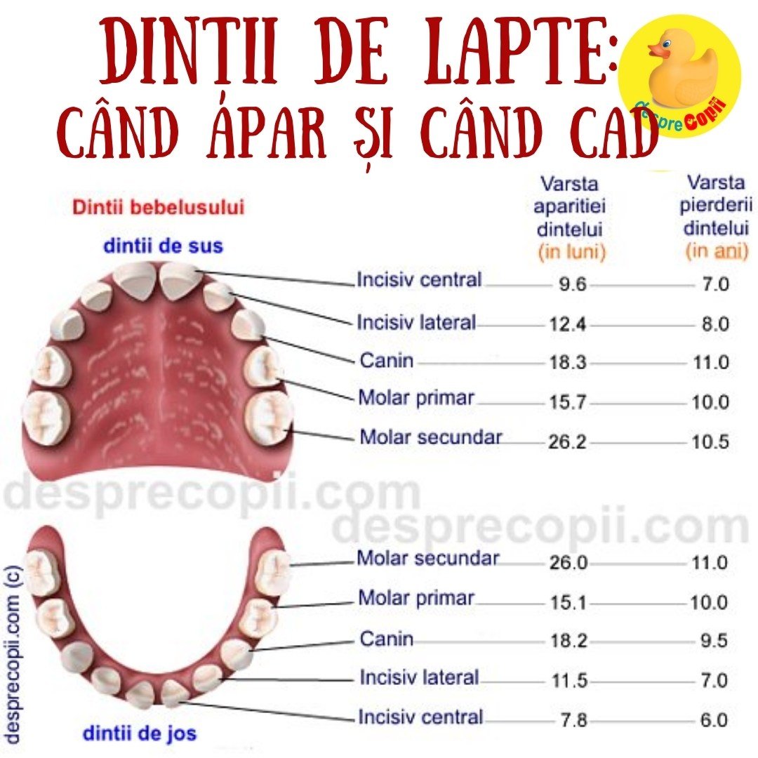 dinti de lapte bebelus