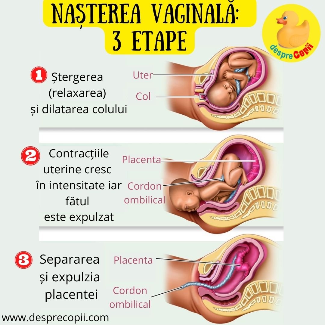 nastere vaginala etape
